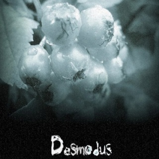 Desmodus - 'Snowberry'